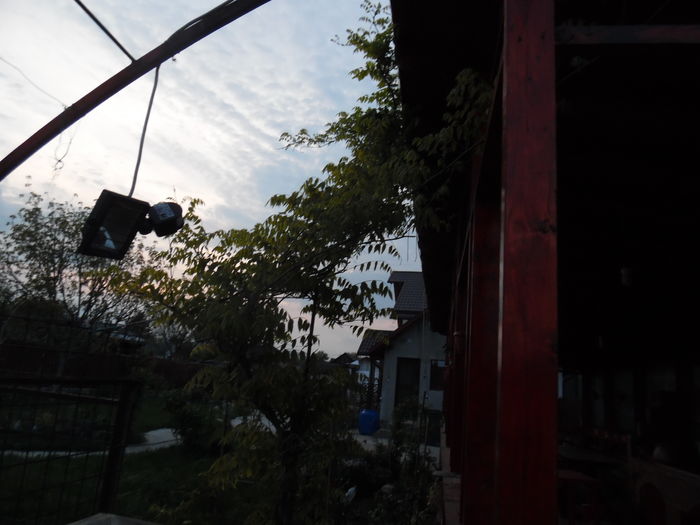 Glicina care nu vrea sa infloreasca