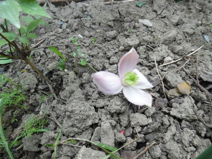 montana roz simpla - clematite infloriri