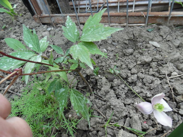 007 - clematite infloriri