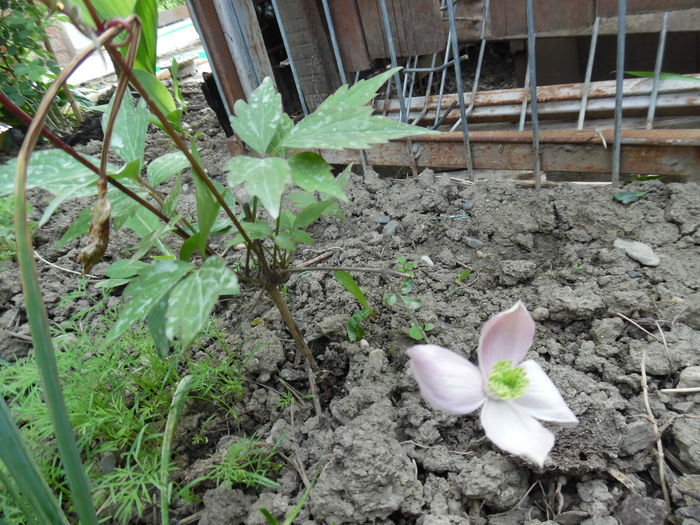 008 - clematite infloriri