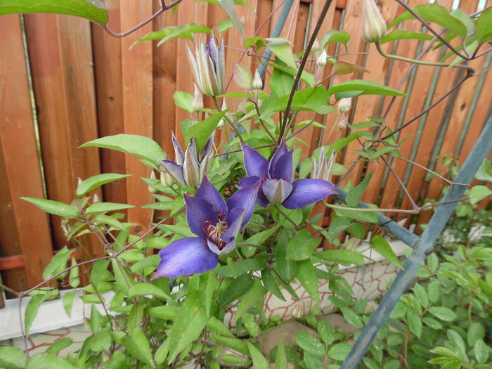 026 - clematite infloriri