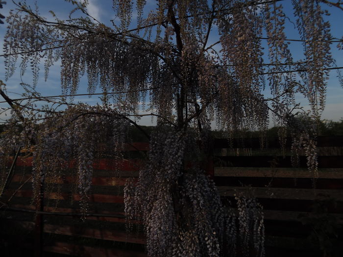 078 - x Arbusti si liane 2016