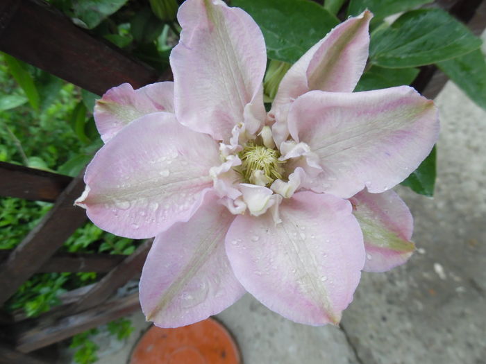 Innocent blush - clematite infloriri