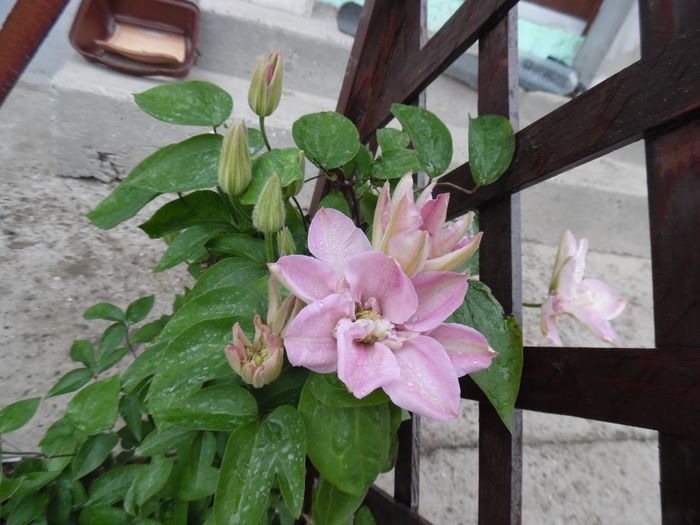 059 - clematite infloriri