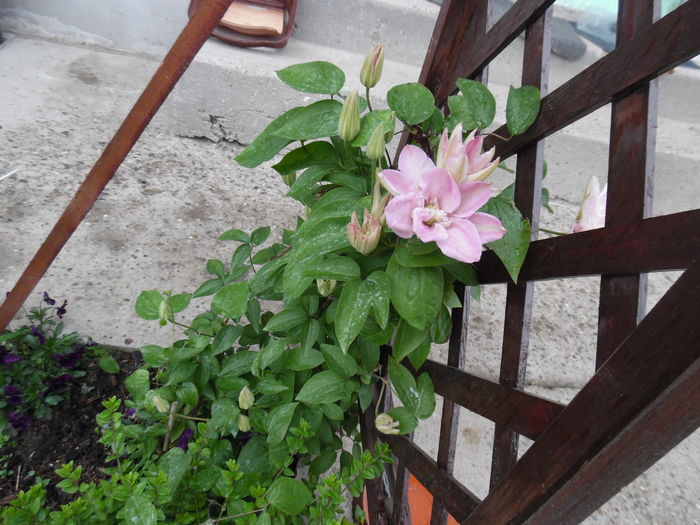 060 - clematite infloriri