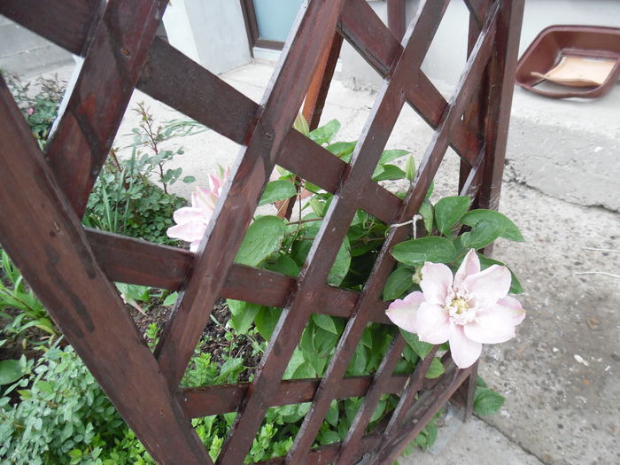 061 - clematite infloriri