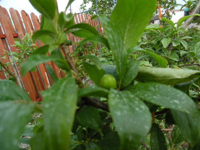 Avem recolta la Migdal :)