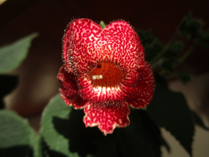 kohleria Sciadotydea (7-05-2016) - Gesneriaceae 2016