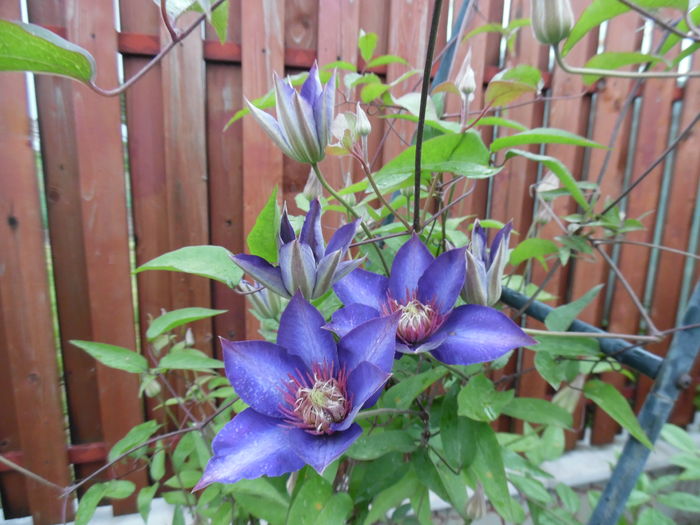 062 - clematite infloriri