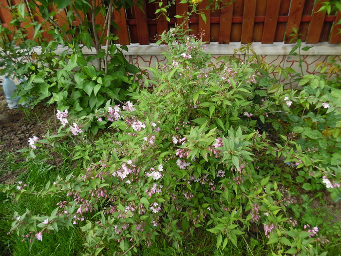 Deutzia Gracilis