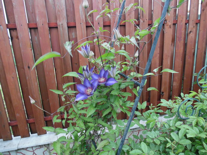 063 - clematite infloriri