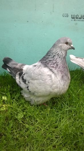 WP_20160505_006; Mascul
