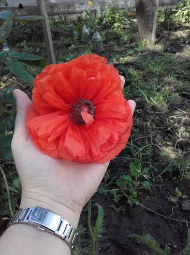  - ALTE FLORI