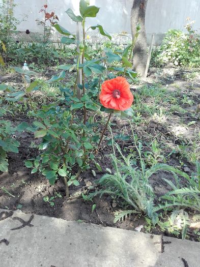  - ALTE FLORI