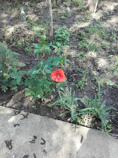  - ALTE FLORI