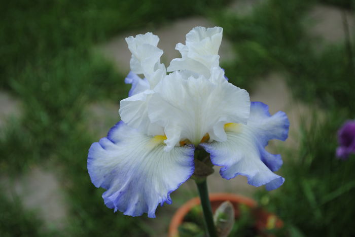 7 mai,AZURE ICICLE