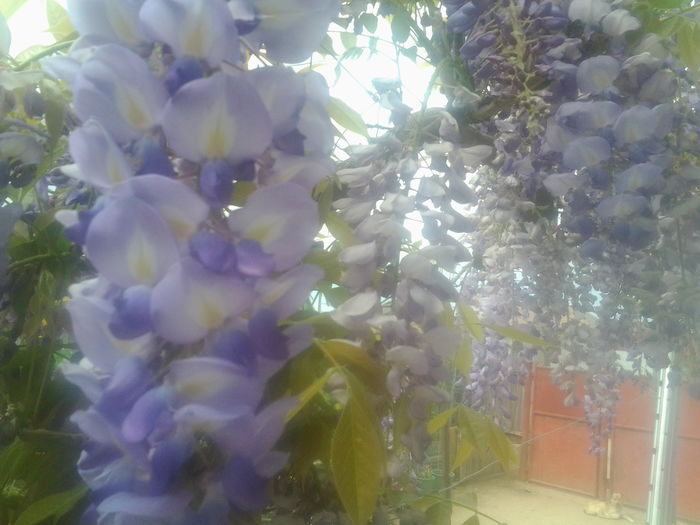 20160423_114759 - wisteria