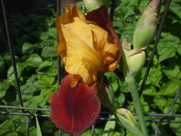 Gay Luron - Gradina  cu irisi nr 2 in 2016