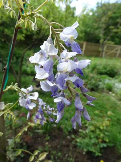 7.04 prima ei inflorire - b-primavara-2016