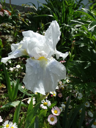 7.04 cu frig, ploi, grindina si putin soare - b-primavara-2016