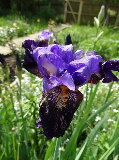 ciuruit de grindina - b-primavara-2016