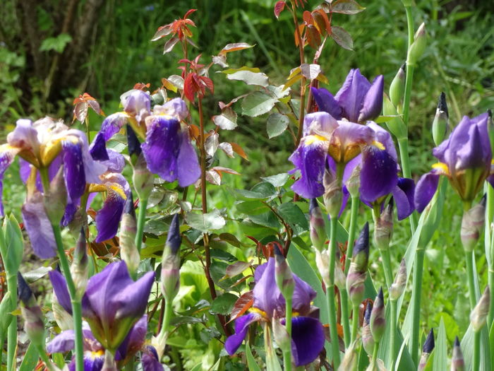 facuti franjuri de grindina de ieri - b-primavara-2016