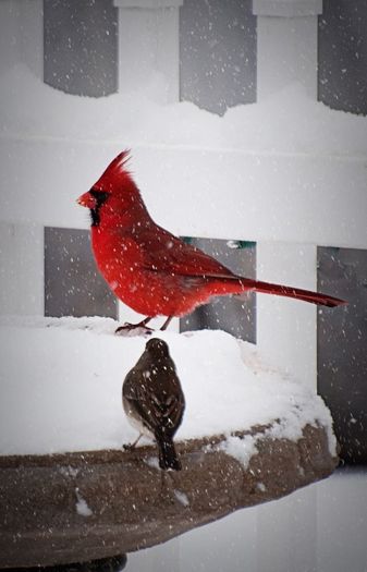 image - Pasari-pasarele-de toate adunate