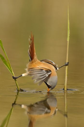 image - Pasari-pasarele-de toate adunate