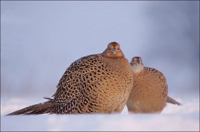 image - Pasari-pasarele-de toate adunate