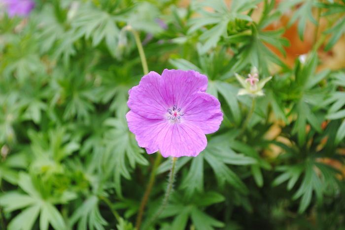 geranium sanguineum Rosa