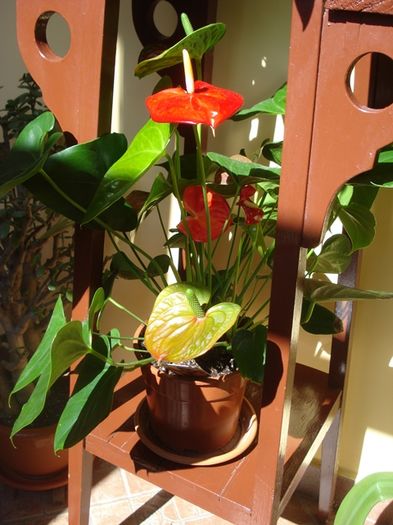 anthurium (1)
