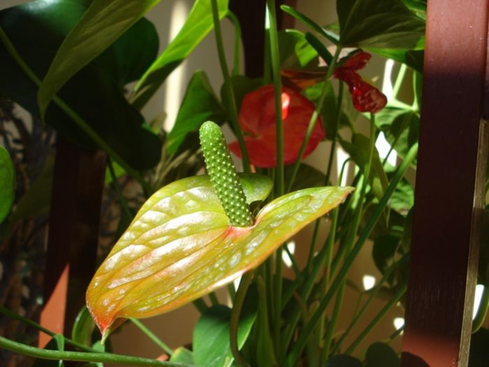 anthurium (2)