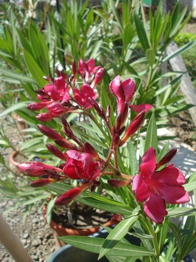 in floare (4) - leandru 2016