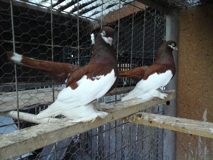 20160507_115319 - VOLGA 2017