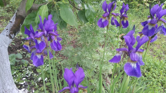 iris sibirica - irisi 2016