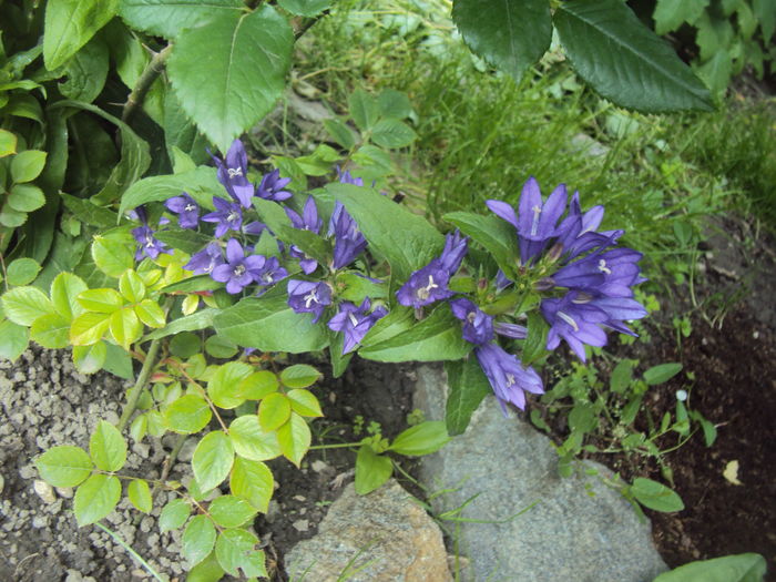 Campanula Glomerata - Phlox si alte perene