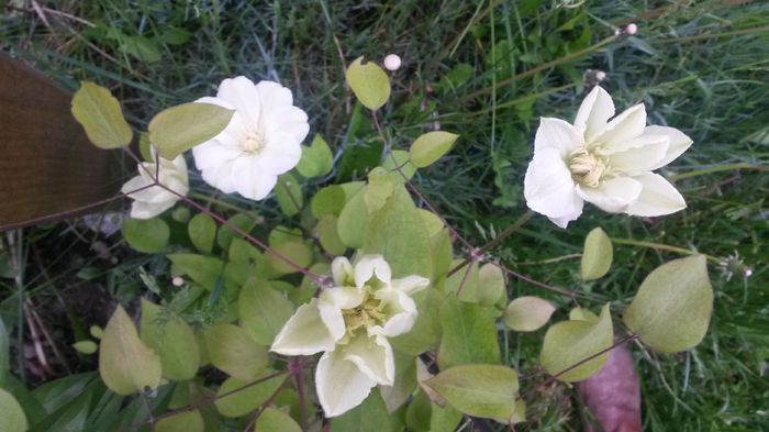  - E Florar in calendar