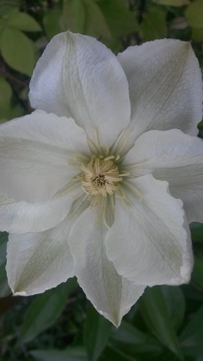 - E Florar in calendar