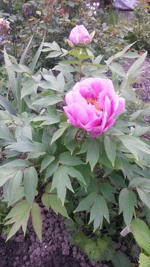 - E Florar in calendar