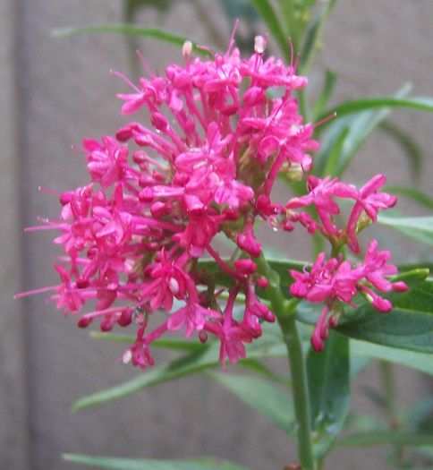 Centranthus_ruber - Noutati 2015