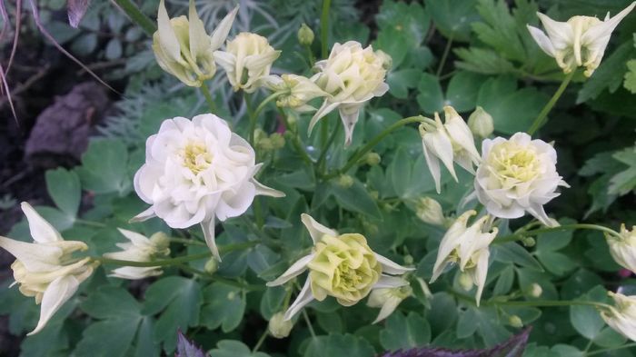  - E Florar in calendar