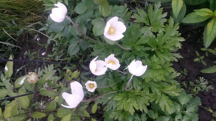 7 mai - E Florar in calendar