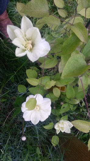  - E Florar in calendar