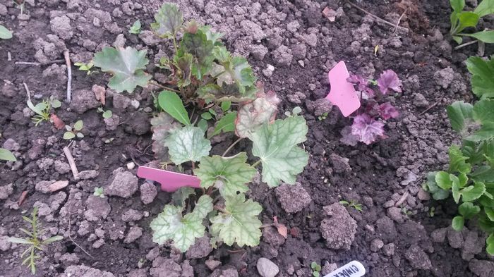 incet-incet se fac mari si frumoase :) - E Florar in calendar