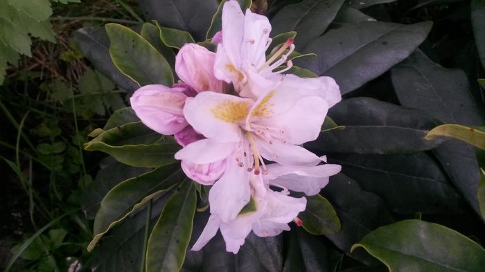 Madame Masson - E Florar in calendar