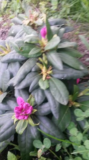 Roseum Elegans - E Florar in calendar