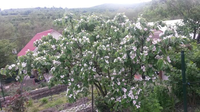 gutuiul lui tata :) - E Florar in calendar