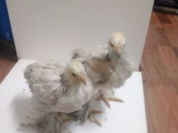 13084038_1101338006555753_750715693_n