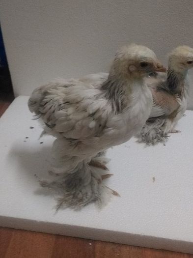 13180841_1101338023222418_1568961388_n