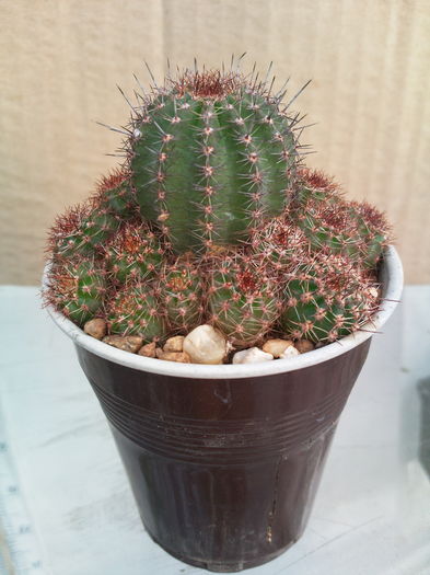 Lobivia aurea v. shaferi-12lei - Cactusi de vanzare